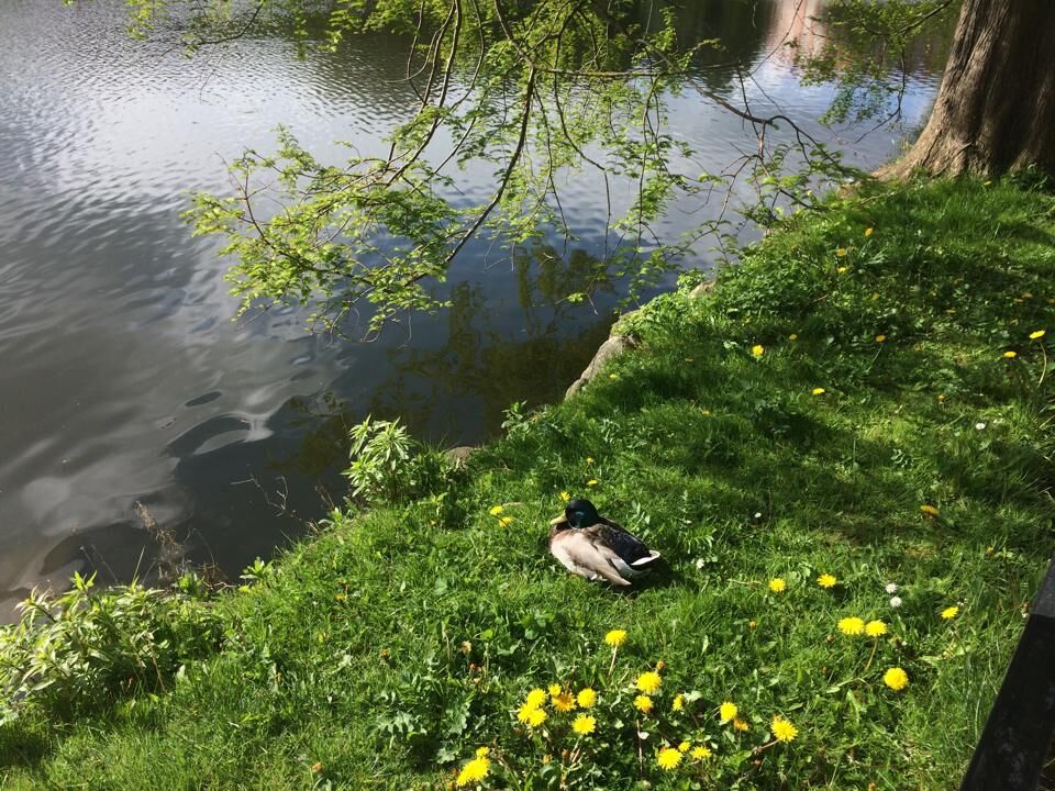Øster Anlæg